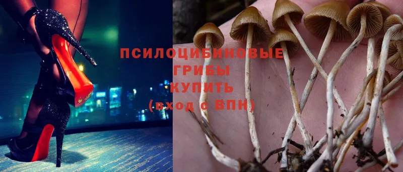 закладки  Льгов  mega онион  Псилоцибиновые грибы Psilocybe 